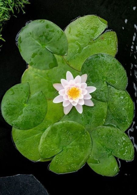 Näckros Marliacea Carnea