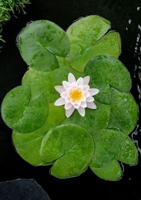 Näckros Marliacea Carnea