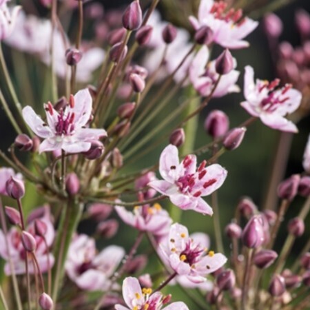 Sumpväxt Blomvass Sumpväxt Blomvass