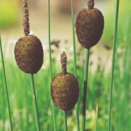 Sumpväxt Dvärgkaveldun