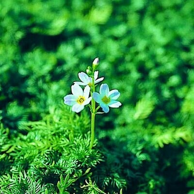 Undervattensväxt Vattenblink