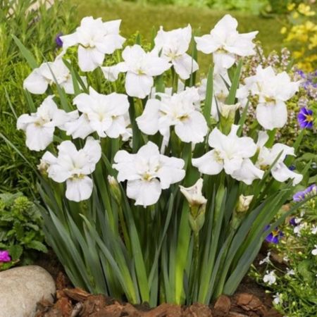 Sumpväxt Not quite white iris