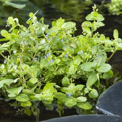 Sumpväxt Bäckveronica