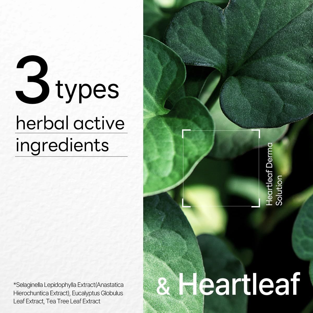 Mediheal Dermaplus Mask - Heartleaf 10pcs/Box