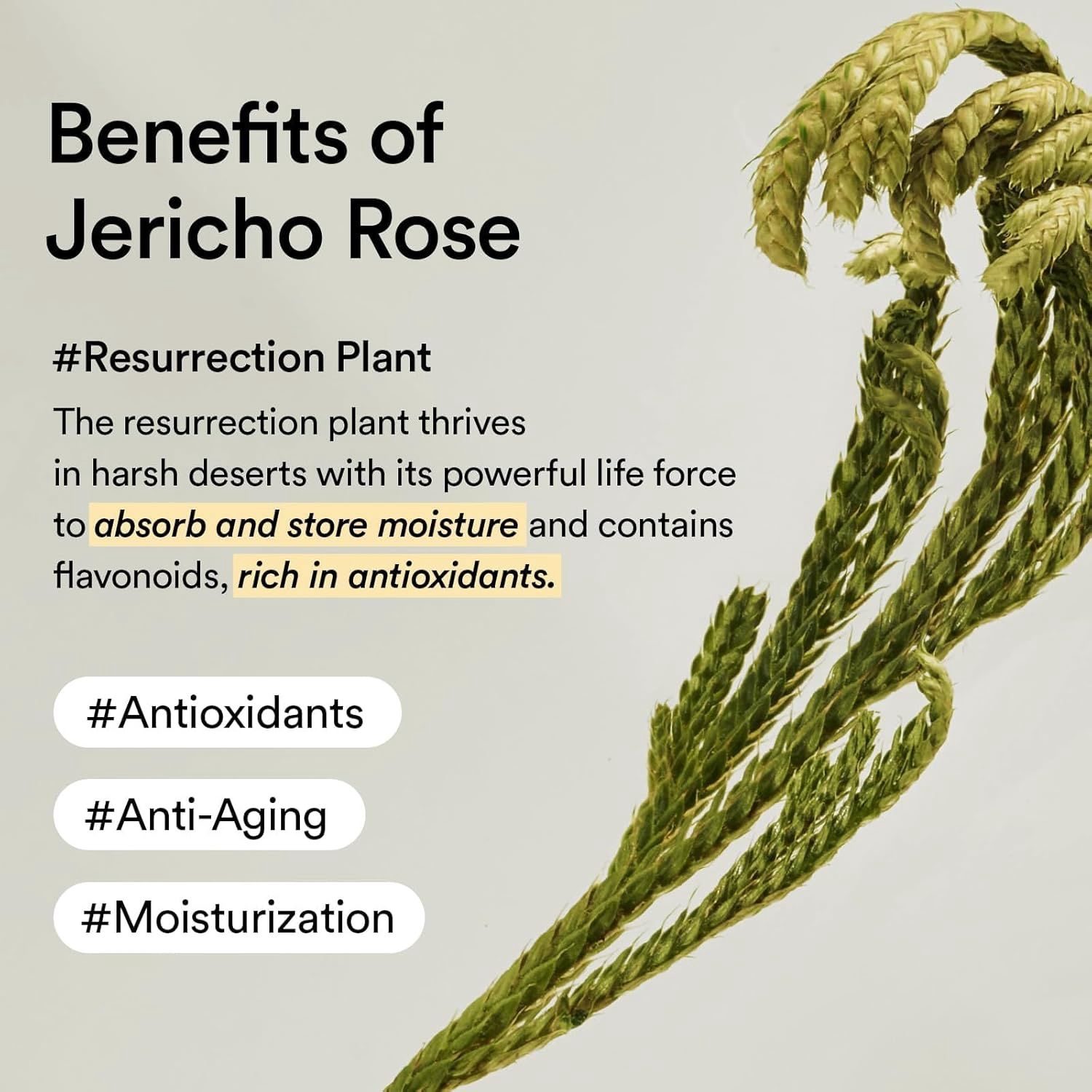 Abib Collagen Eye Patch Jericho Rose Jelly 60pcs