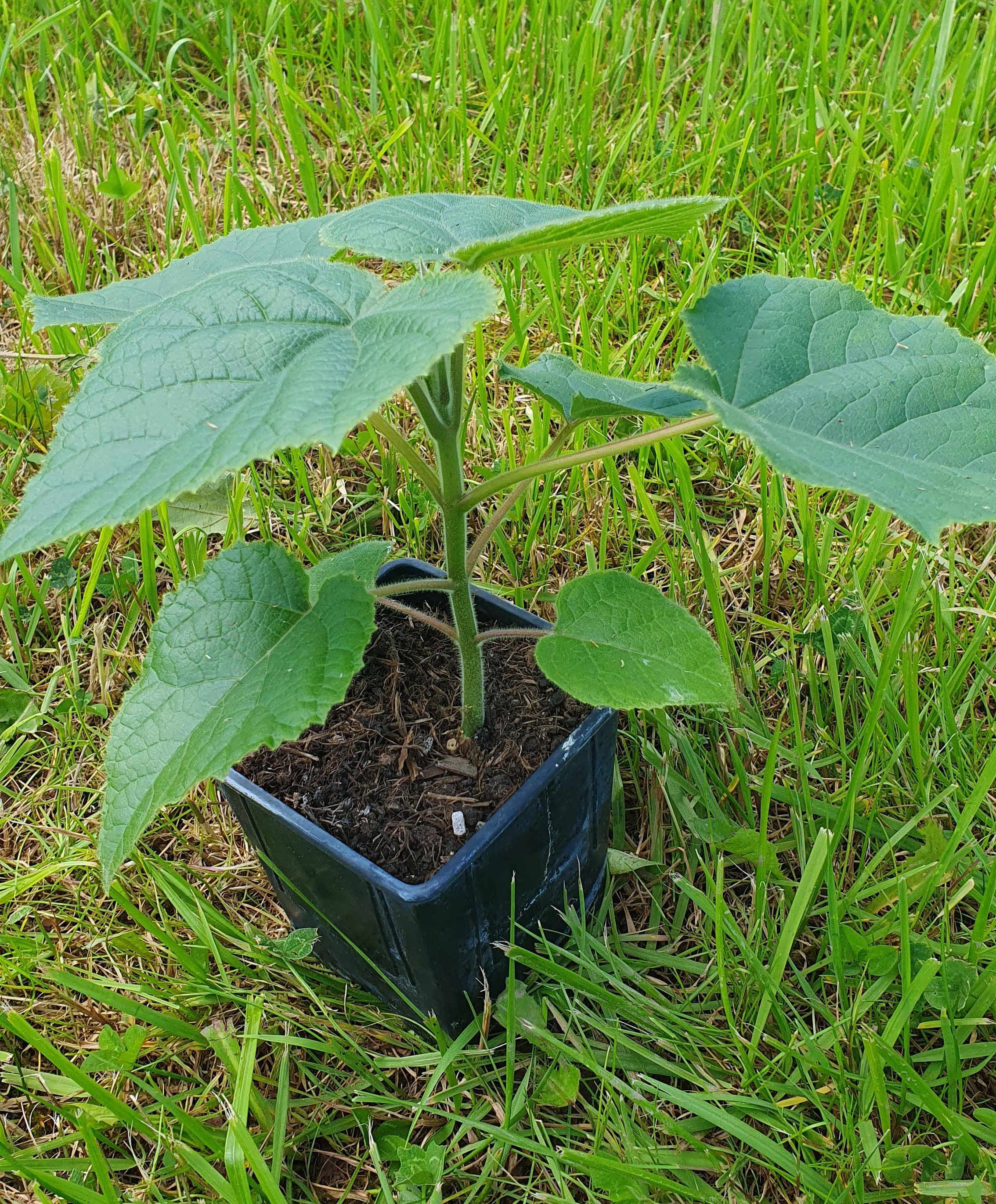 Paulownia Turbo Pro Jungbaum 0,6l Topf