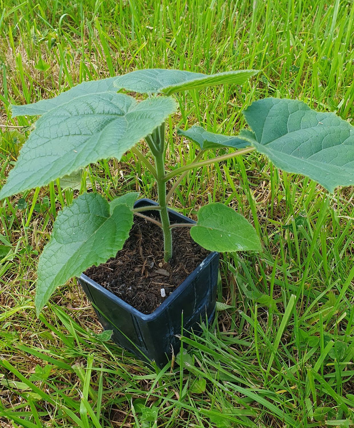 Paulownia Turbo Pro im 2. Jahr 0,6l Topf
