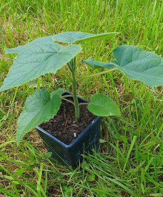 Paulownia Turbo Pro im 2. Jahr 0,6l Topf Paulownia Turbo Pro im 2. Jahr 0,6l Topf