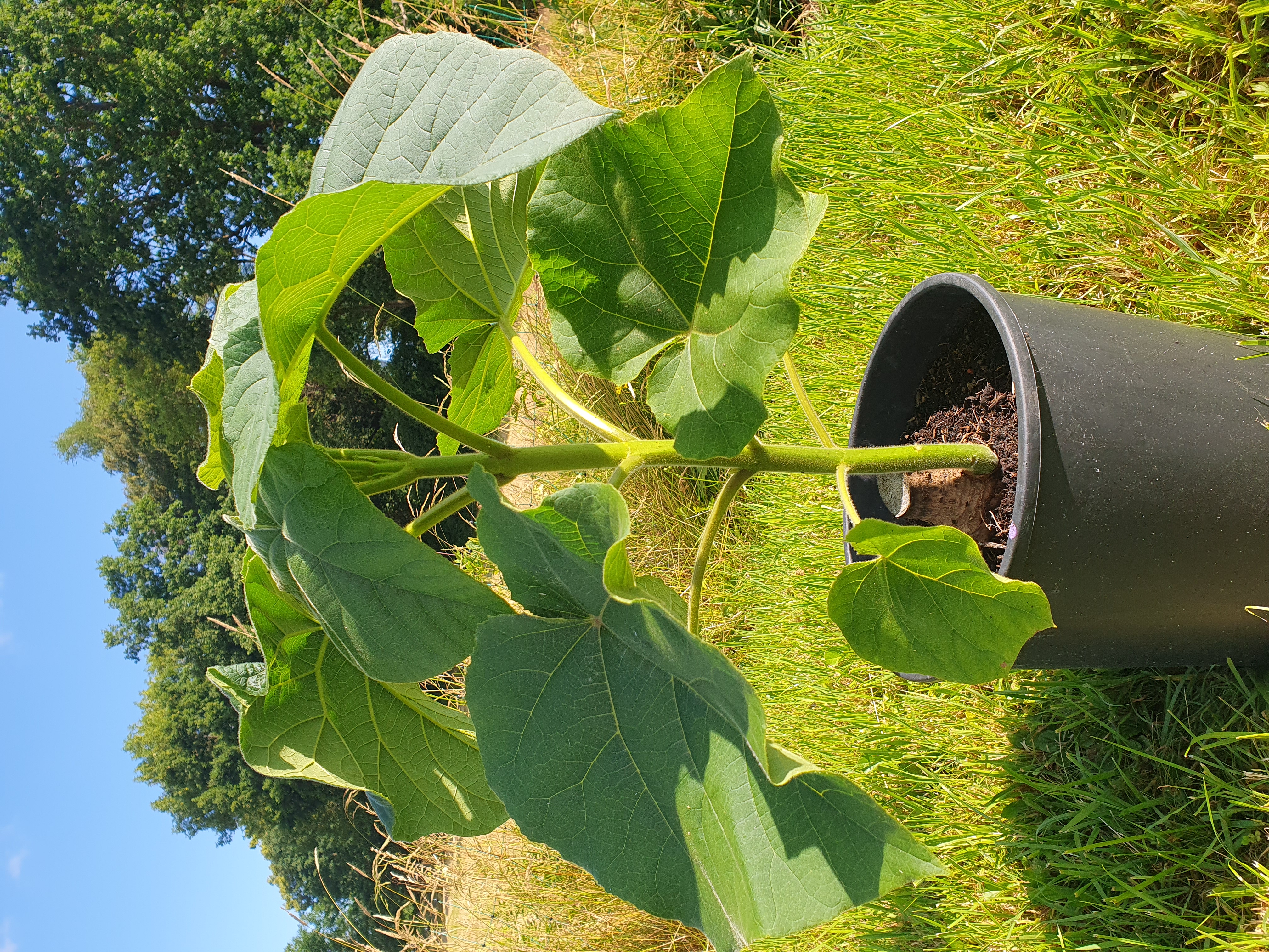 Paulownia Turbo Pro im 2. Jahr 2l Topf