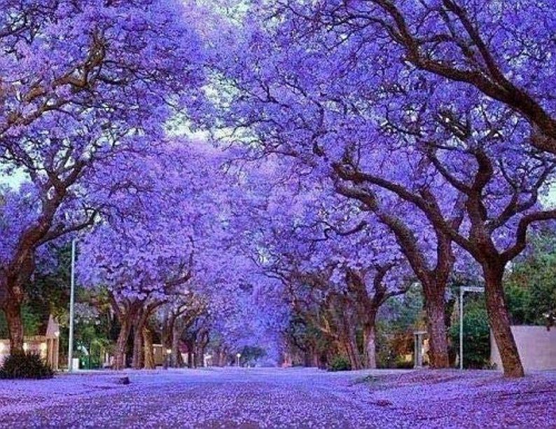 Paulownia Kayashi im 2. Jahr 0,6l Topf