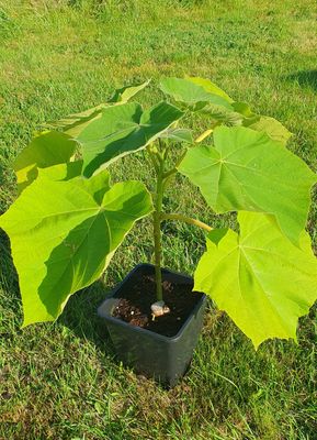 Paulownia Tomentosa