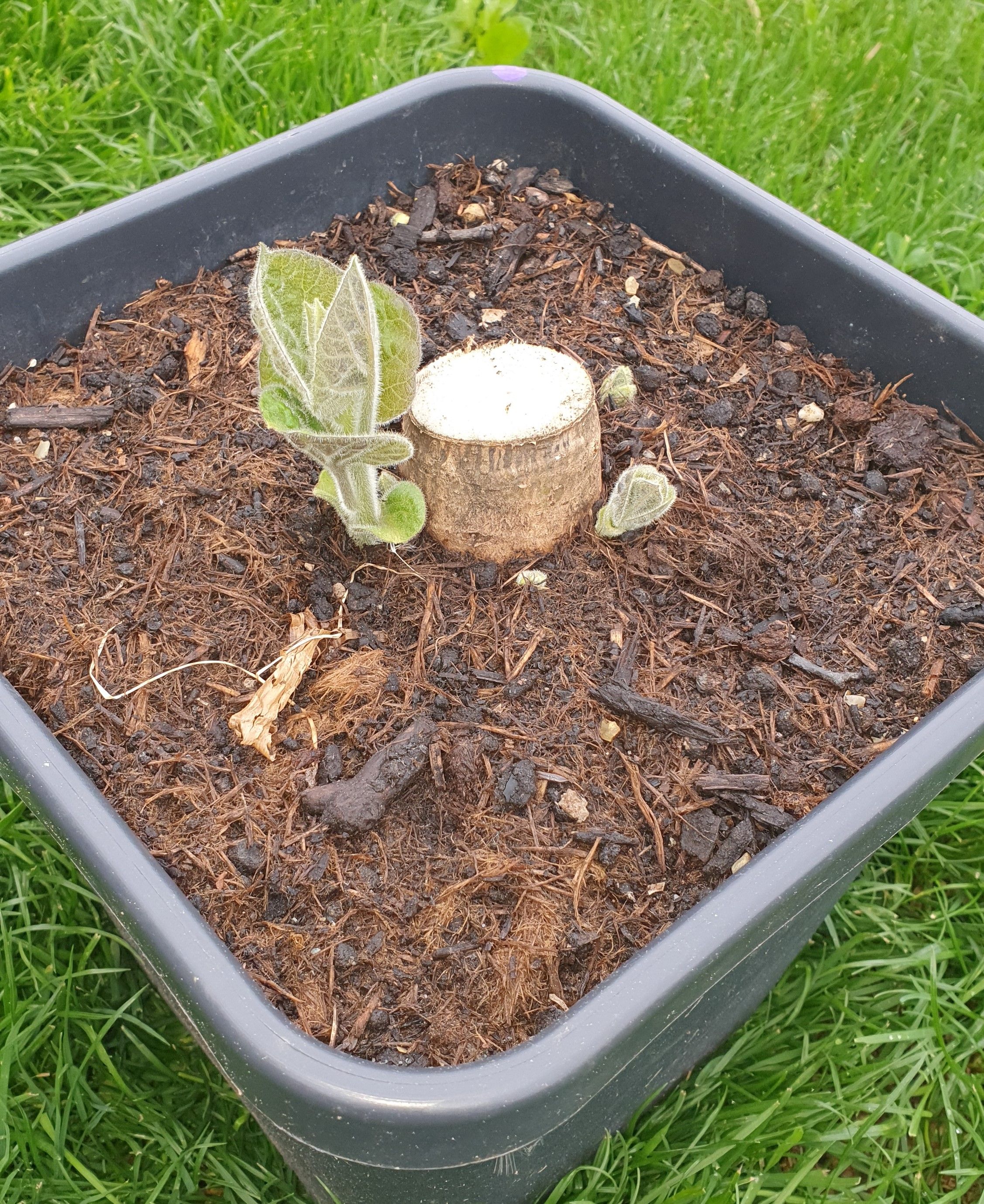 Paulownia Turbo Pro XXL Wurzel