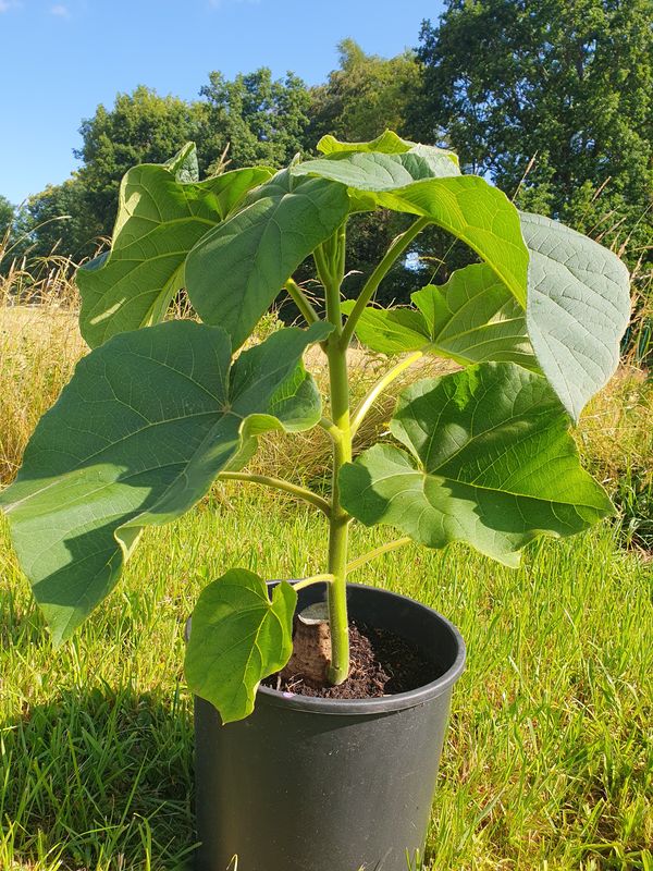 Paulownia Turbo Pro aus XXL Wurzel Paulownia Turbo Pro aus XXL Wurzel