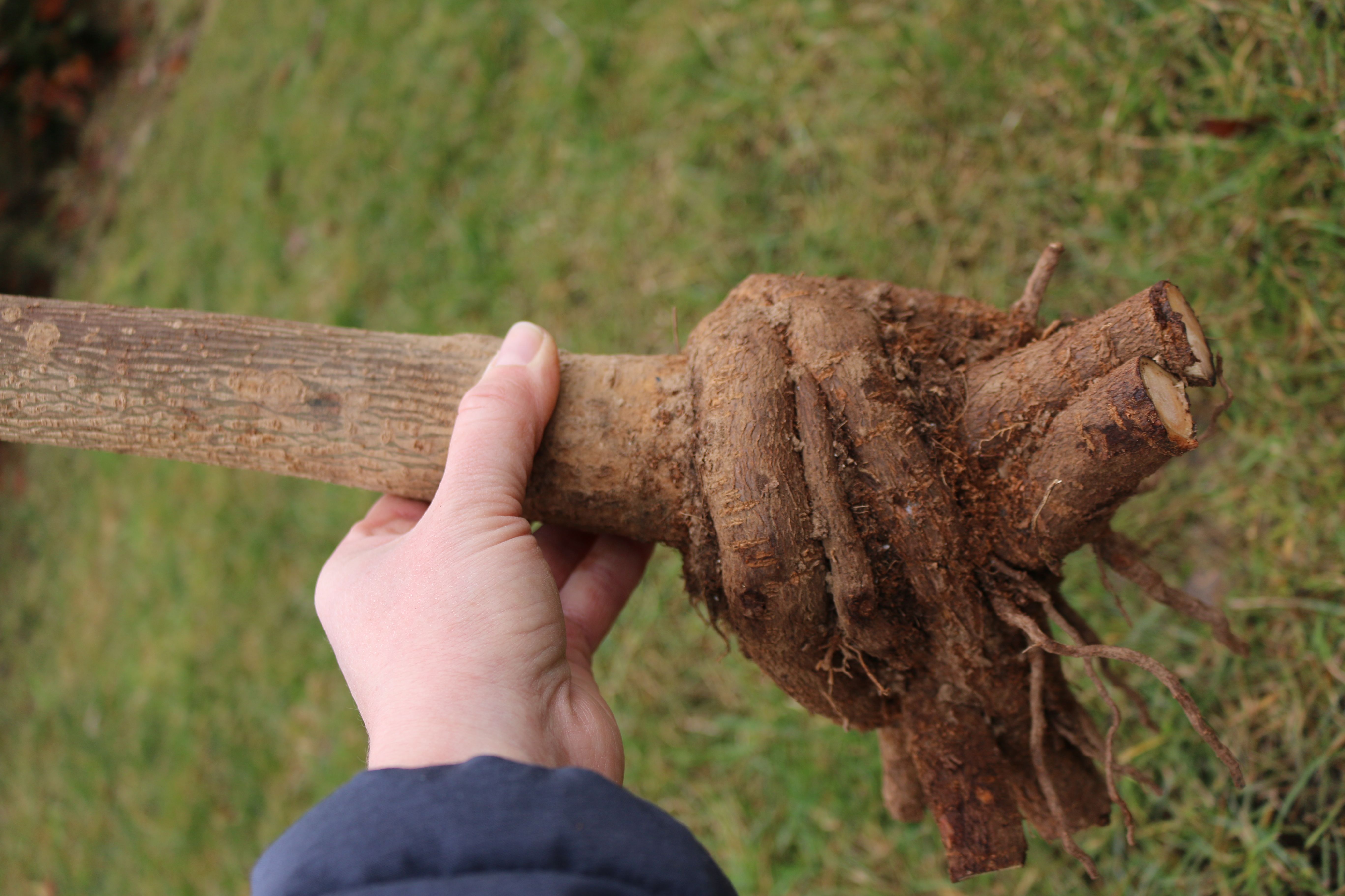 Paulownia Turbo Pro aus XXL Wurzel