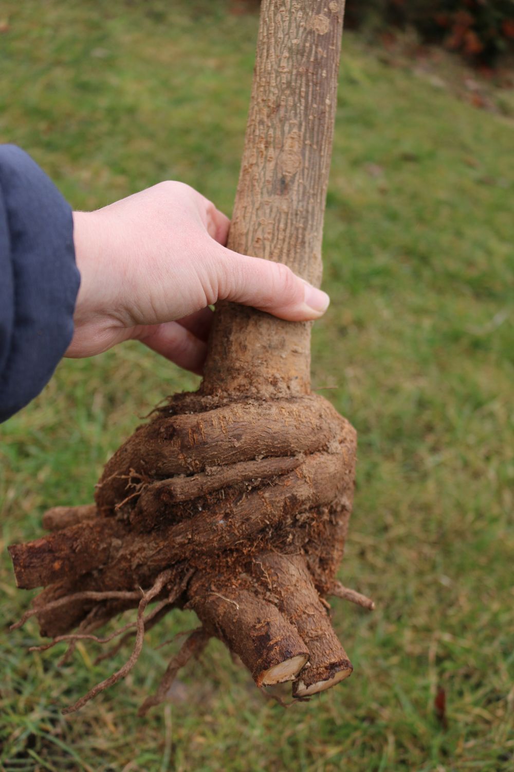 Paulownia Turbo Pro XXL Wurzel