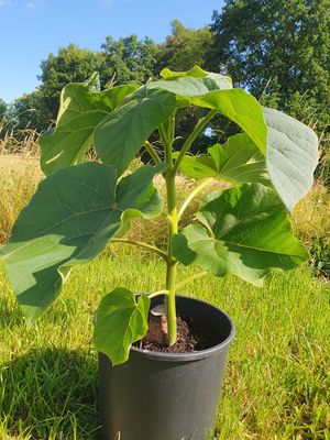 Paulownia Turbo Pro