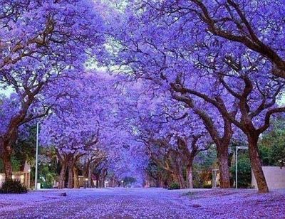 Paulownia Elongata