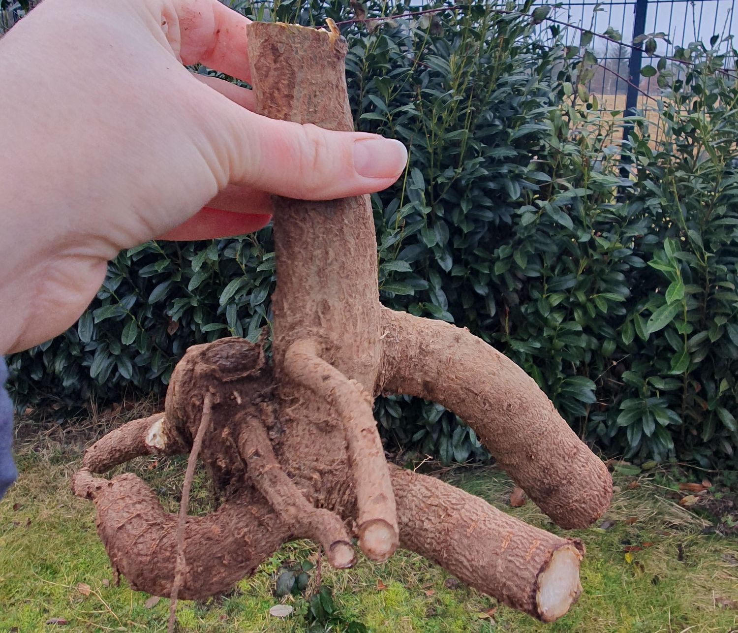 Paulownia Elongata XL Wurzel