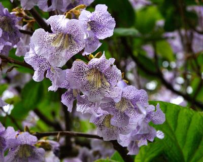 Paulownia Kawakamii