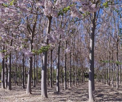 Paulownia Pao Tong Z07