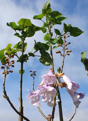 Paulownia Tia Shan