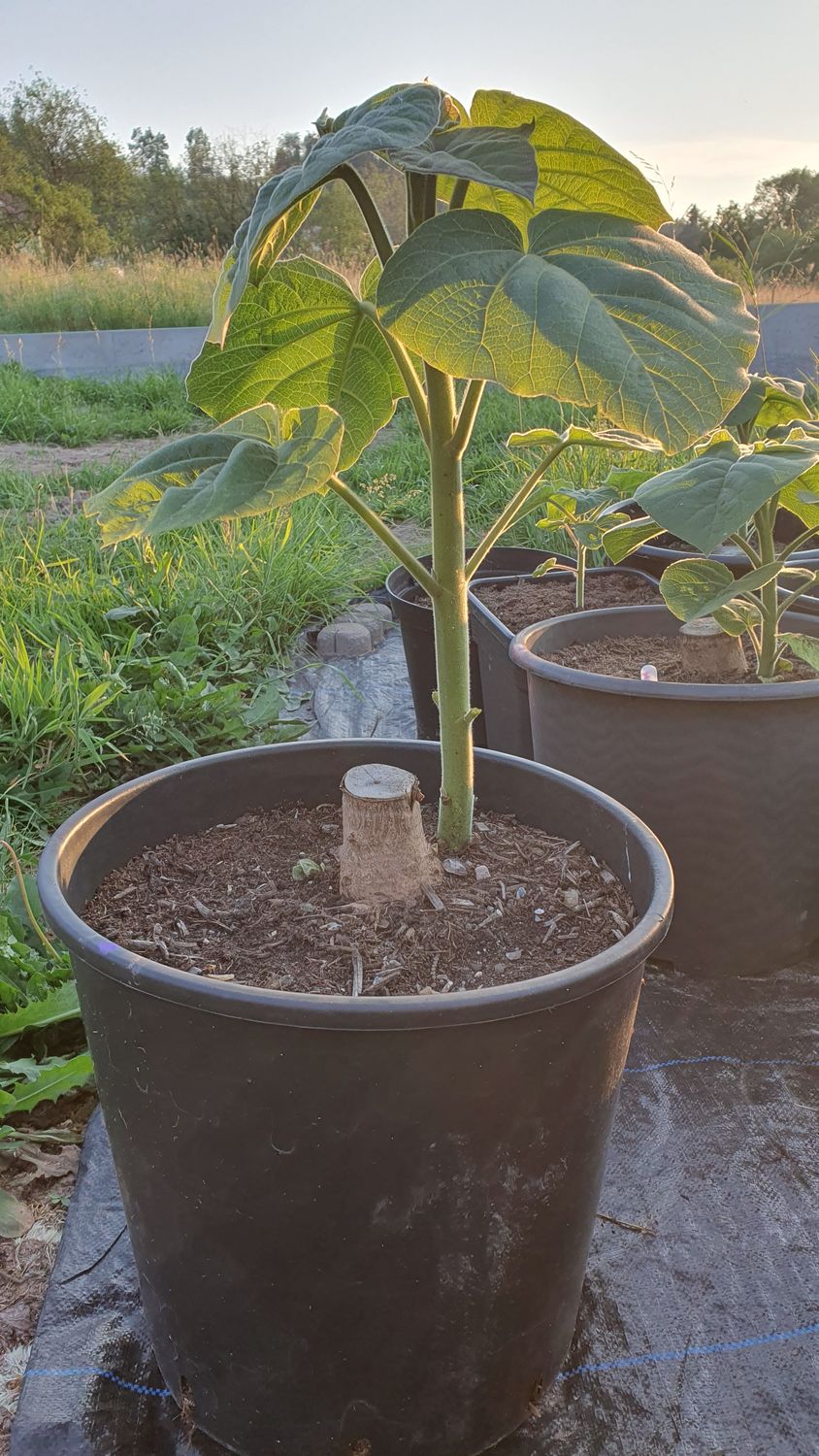 Paulownia Elongata aus XXL Wurzel Paulownia Elongata aus XXL Wurzel
