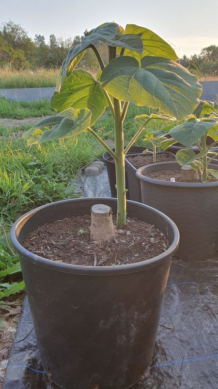 Paulownia Elongata aus XXL Wurzel