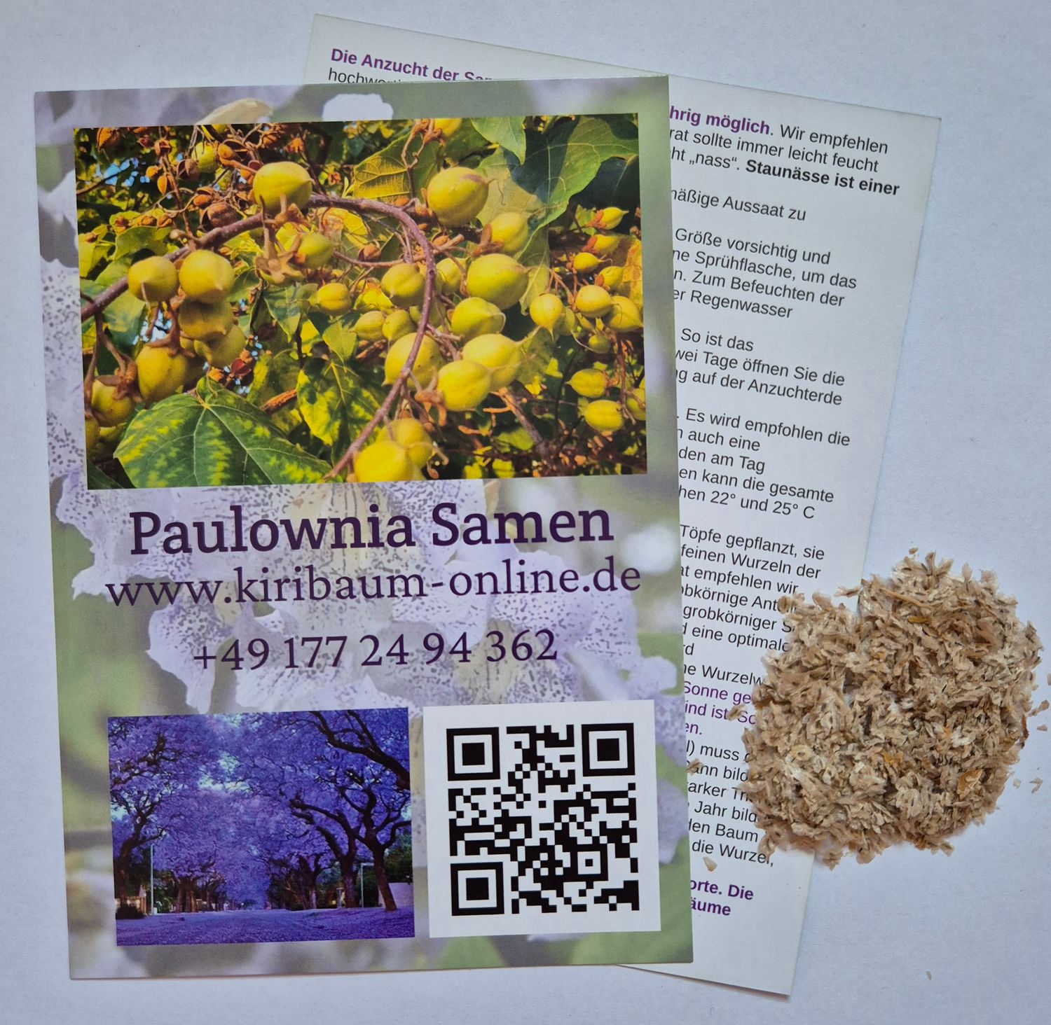 500 Samen Paulownia Tomentosa