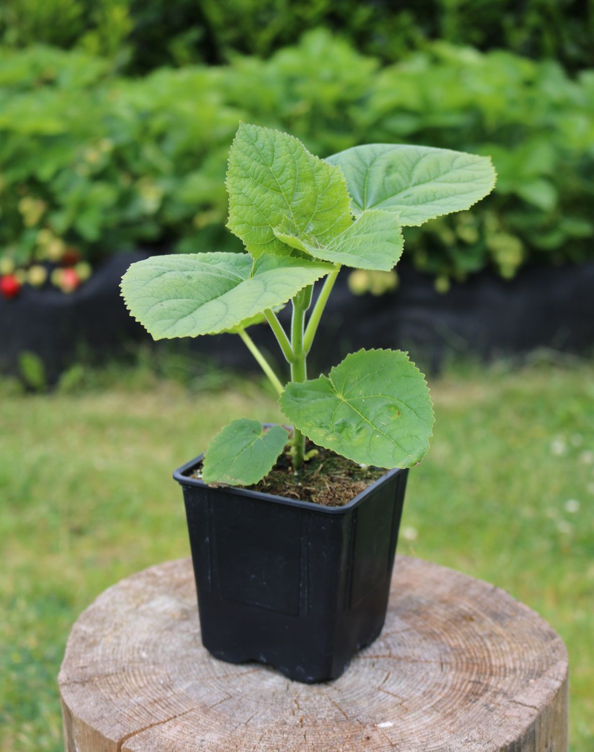 2-er Set Paulownia Tomentosa Jungbaum 0,6l Topf