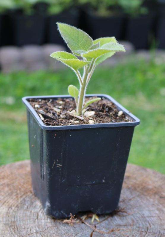 Paulownia Kawakamii im 2. Jahr 0,6l Topf Paulownia Kawakamii im 2. Jahr 0,6l Topf