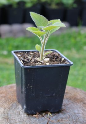 Paulownia Pao Tong Z07 im 2. Jahr 0,6l Topf Paulownia Pao Tong Z07 im 2. Jahr 0,6l Topf