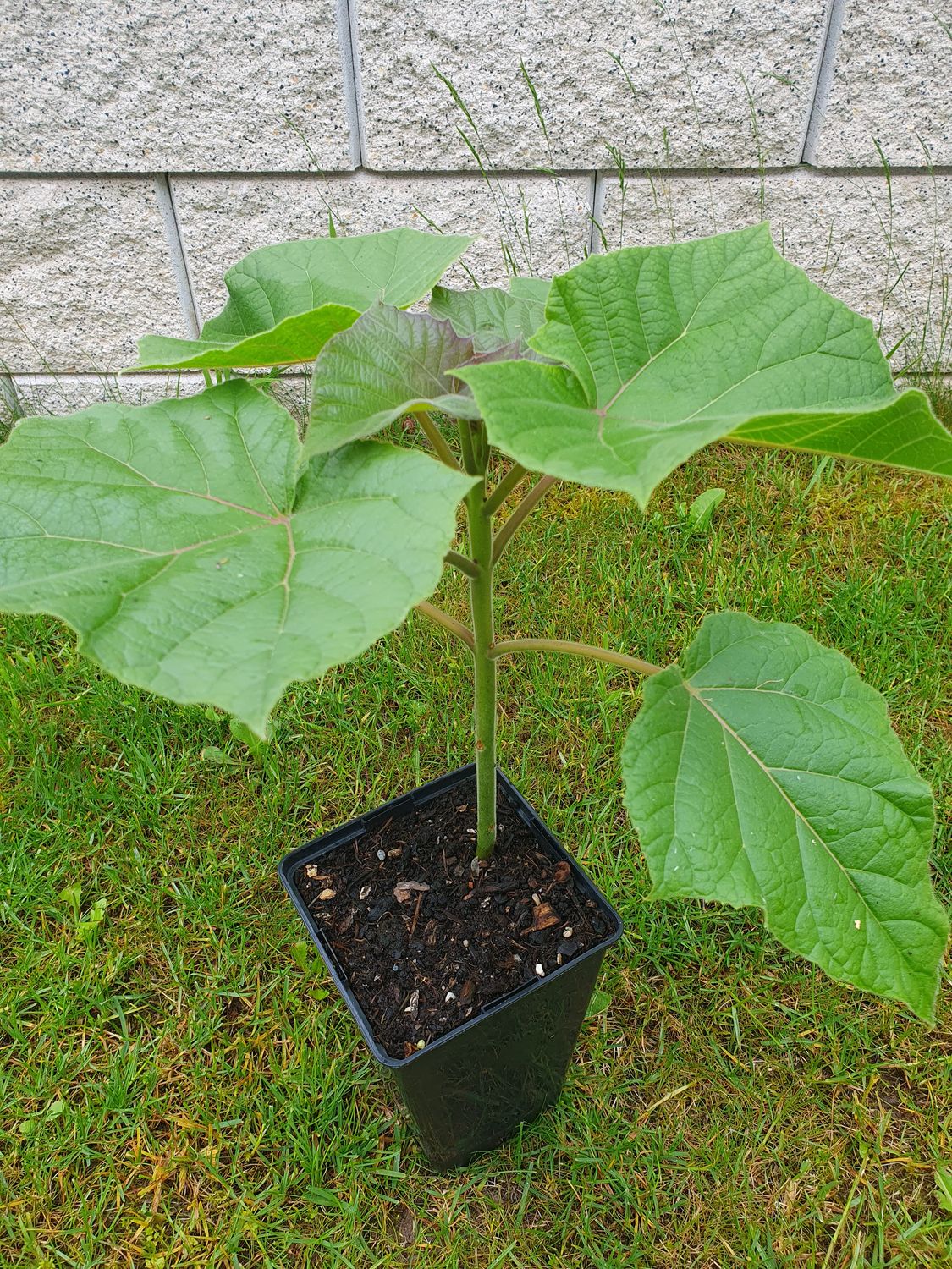Paulownia Kawakamii im 2. Jahr (im 2l Topf) mit neuem Austrieb