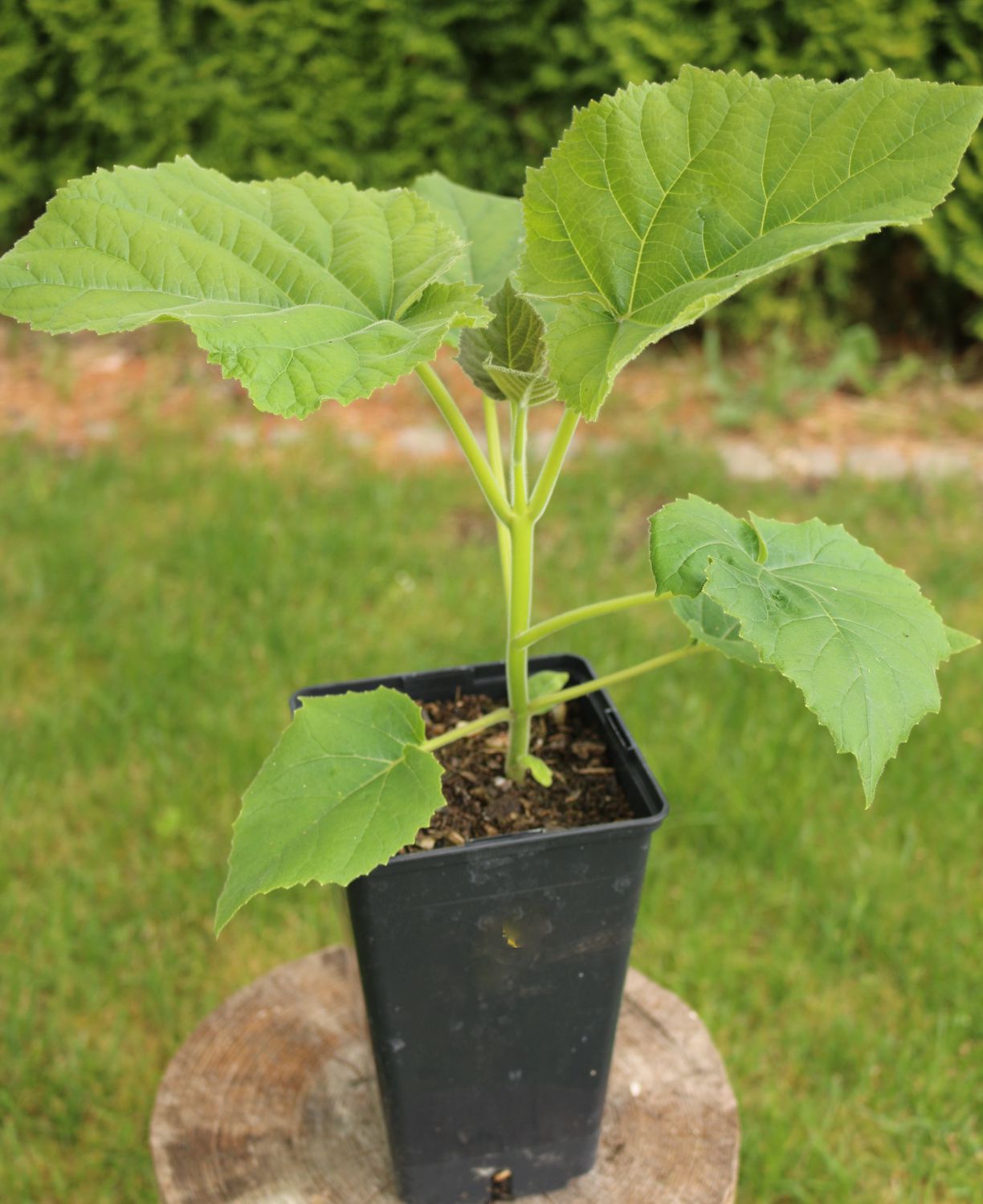 Paulownia Pao Tong Z07 im 2. Jahr 2l Topf