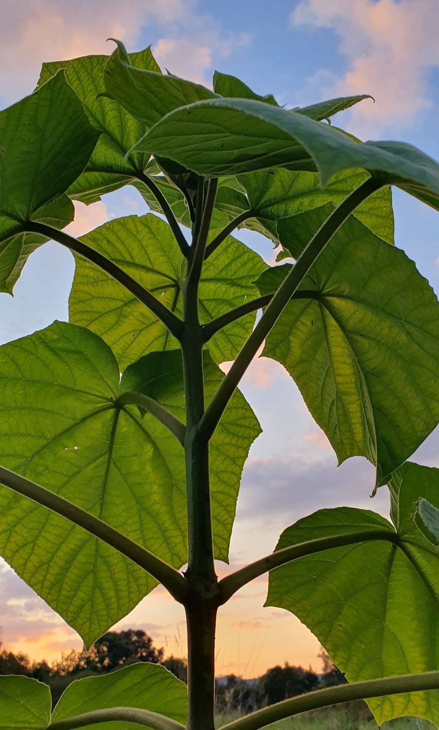 Paulownia Kawakamii aus XXL Wurzel