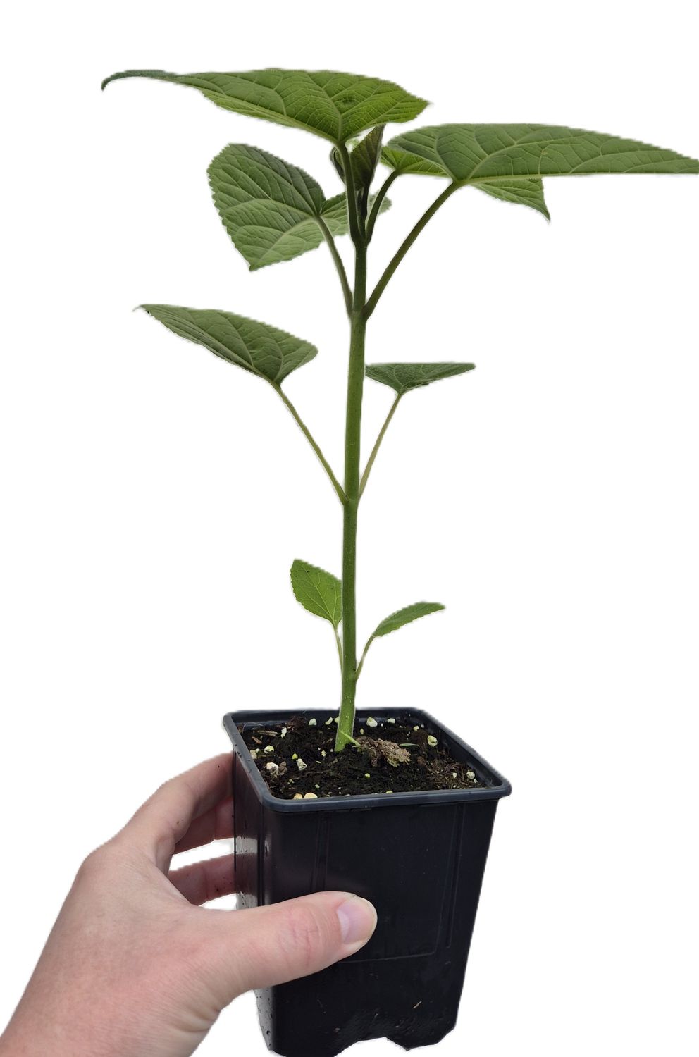 2-er Set Paulownia Tomentosa Jungbaum 0,6l Topf