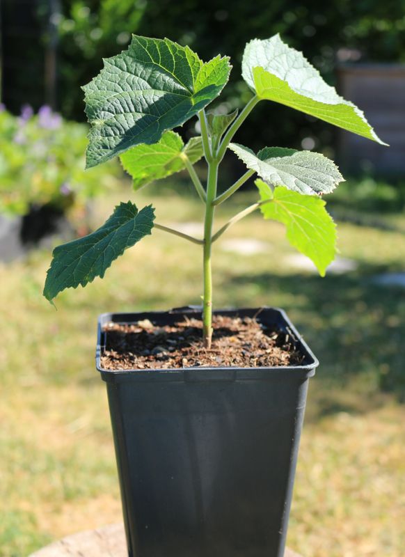 Paulownia Elongata O2-Energy Jungbaum im 2L Topf