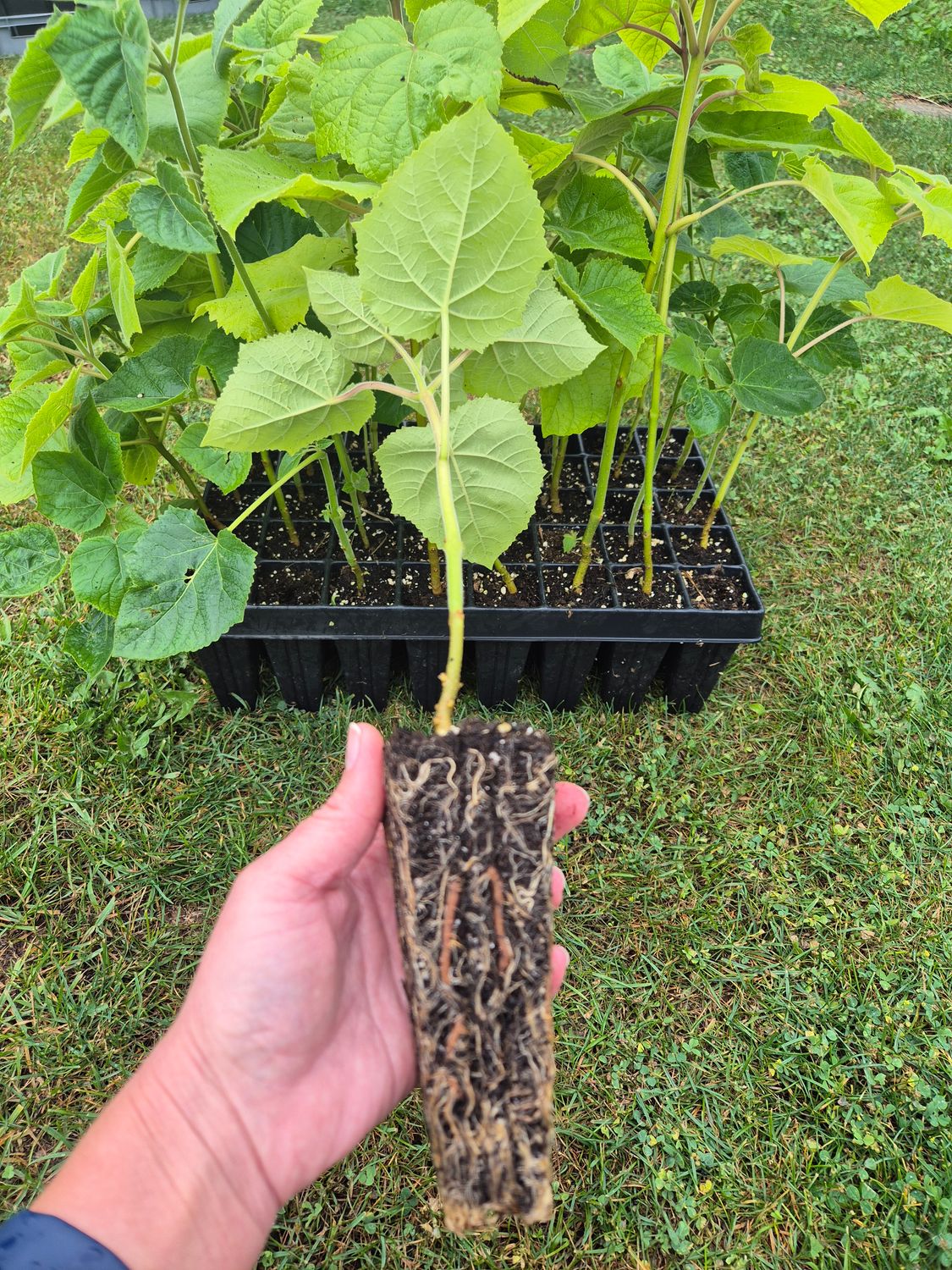 2-er Set Paulownia Tomentosa Jungbaum Wurzelballen 2-er Set Paulownia Tomentosa Jungbaum Wurzelballen