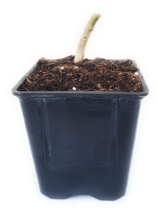 Paulownia Pao Tong Z07 0,6l Topf Paulownia Pao Tong Z07 0,6l Topf