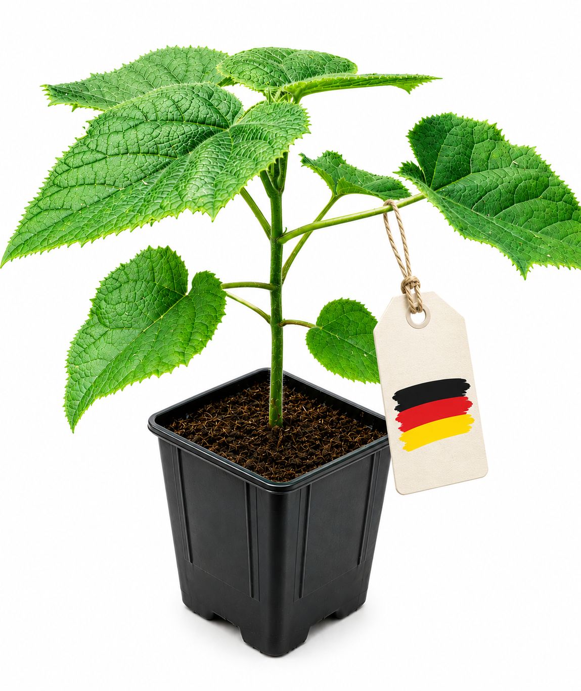 Paulownia Turbo Pro Jungbaum 0,6l Topf