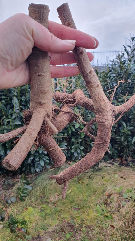 Paulownia Turbo Pro L Wurzel