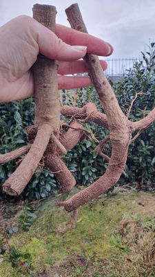 Paulownia Turbo Pro L Wurzel