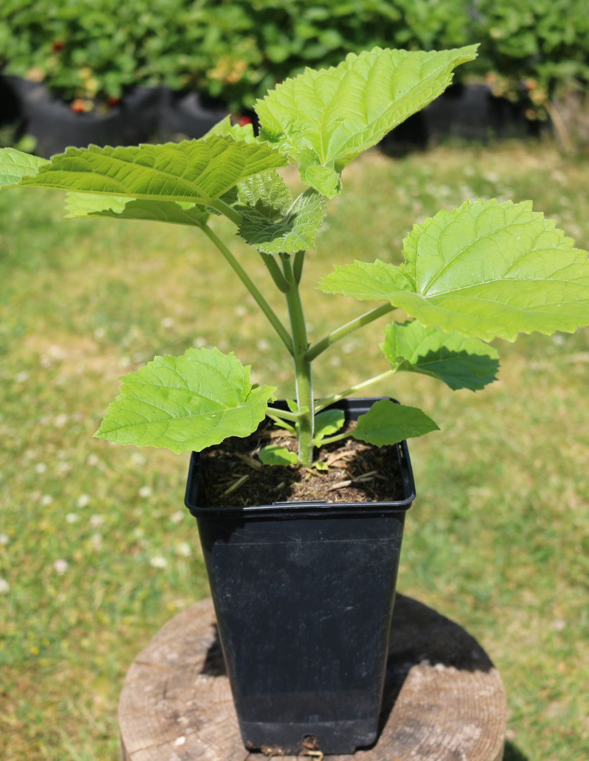 Paulownia Tomentosa im 2. Jahr (im 2l Topf) mit neuem Austrieb