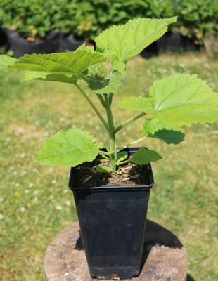 Paulownia Tomentosa im 2. Jahr (im 2l Topf) mit neuem Austrieb