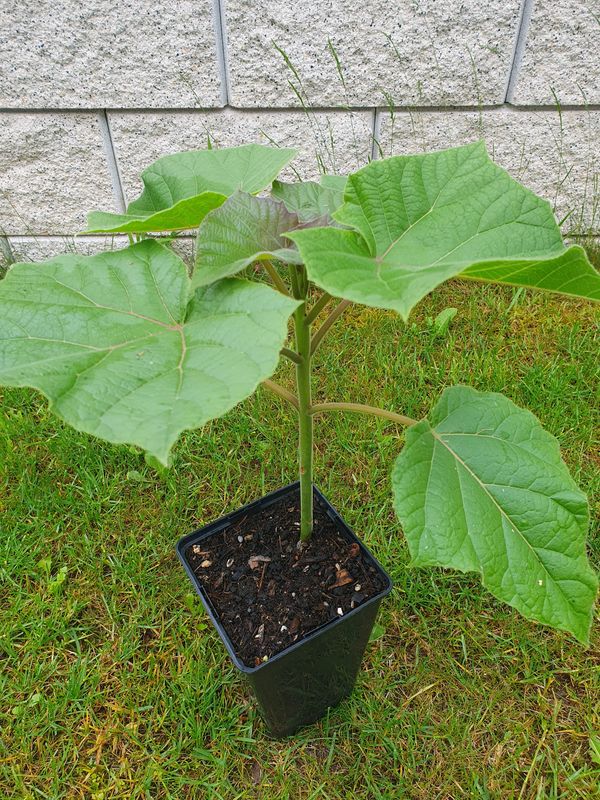 Paulownia Kawakamii im 2. Jahr (im 2l Topf) mit neuem Austrieb