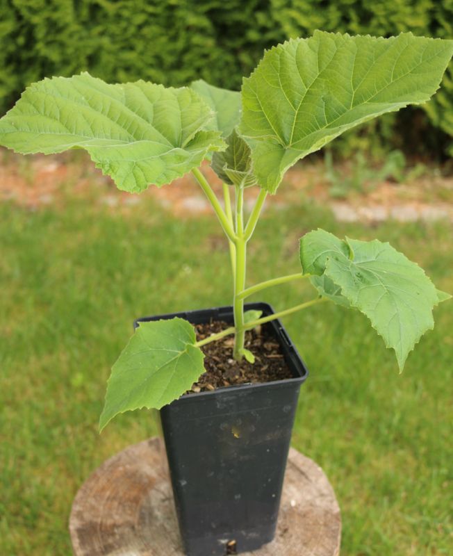 Paulownia Pao Tong Z07 im 2. Jahr 2l Topf