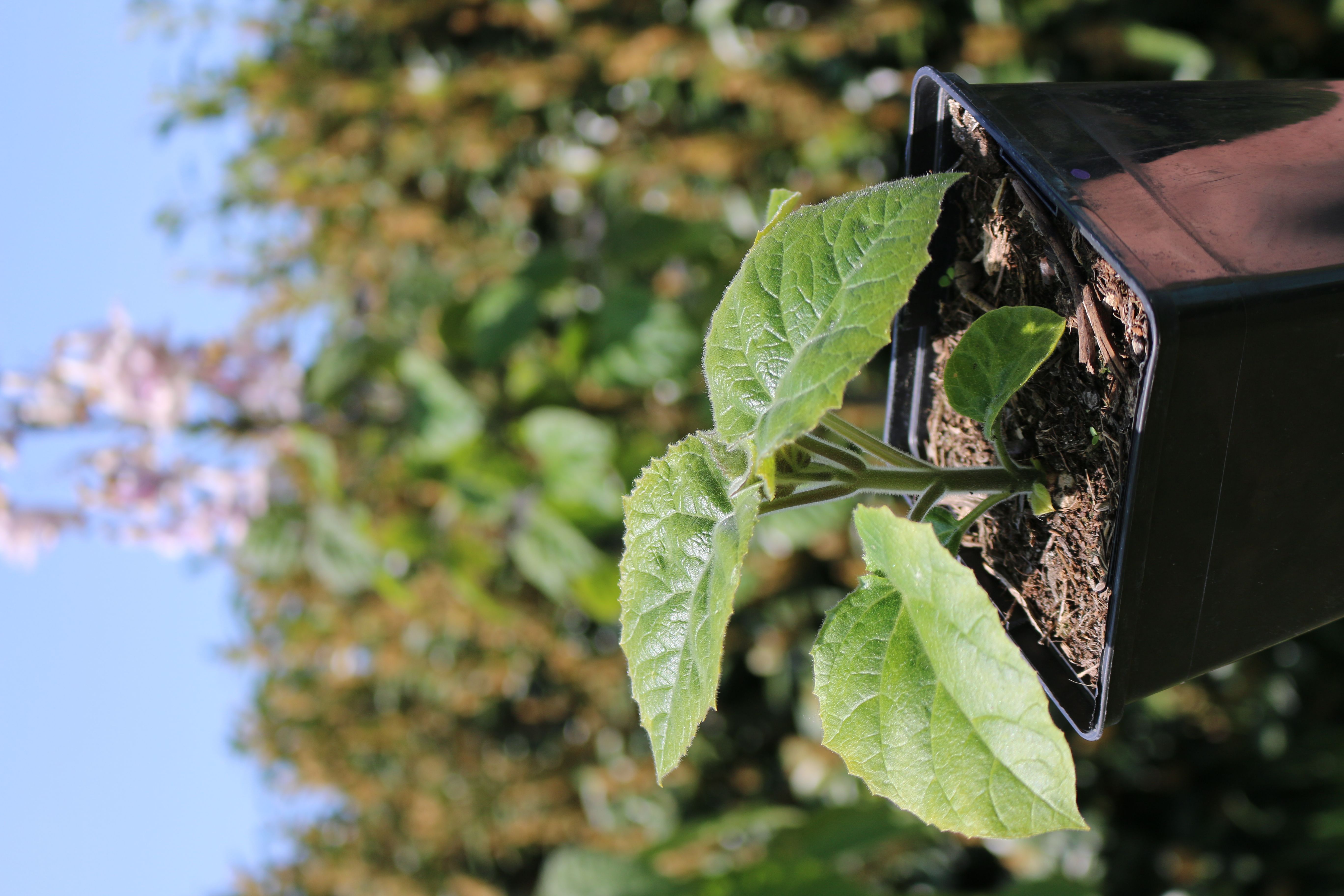 Paulownia Turbo Pro im 2. Jahr 2l Topf