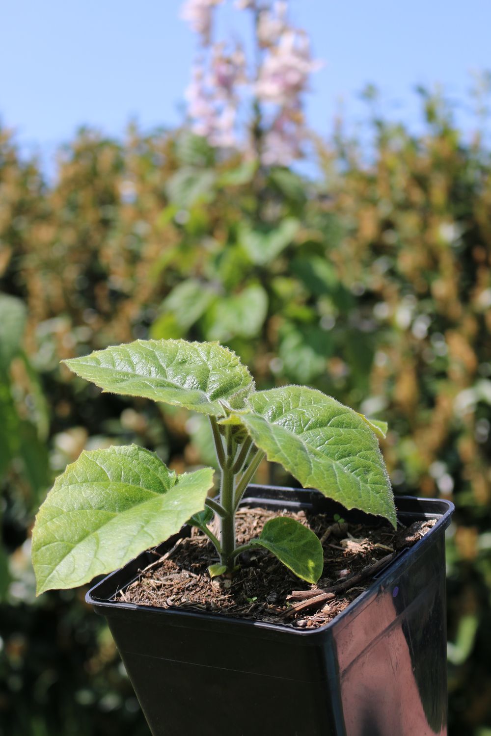 Paulownia Turbo Pro im 2. Jahr 2l Topf Paulownia Turbo Pro im 2. Jahr 2l Topf