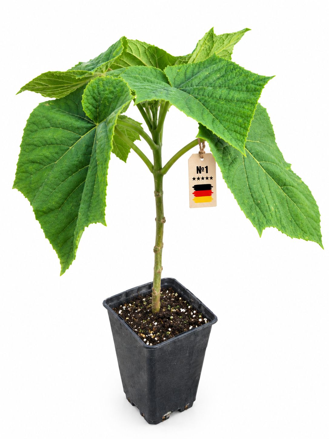 Paulownia Turbo Pro im 2. Jahr 2l Topf