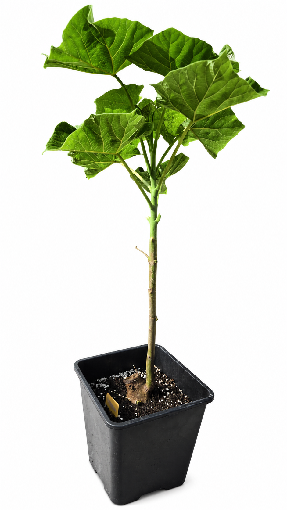 Paulownia Turbo Pro aus XXL Wurzel (ca.60-70 cm hoch)