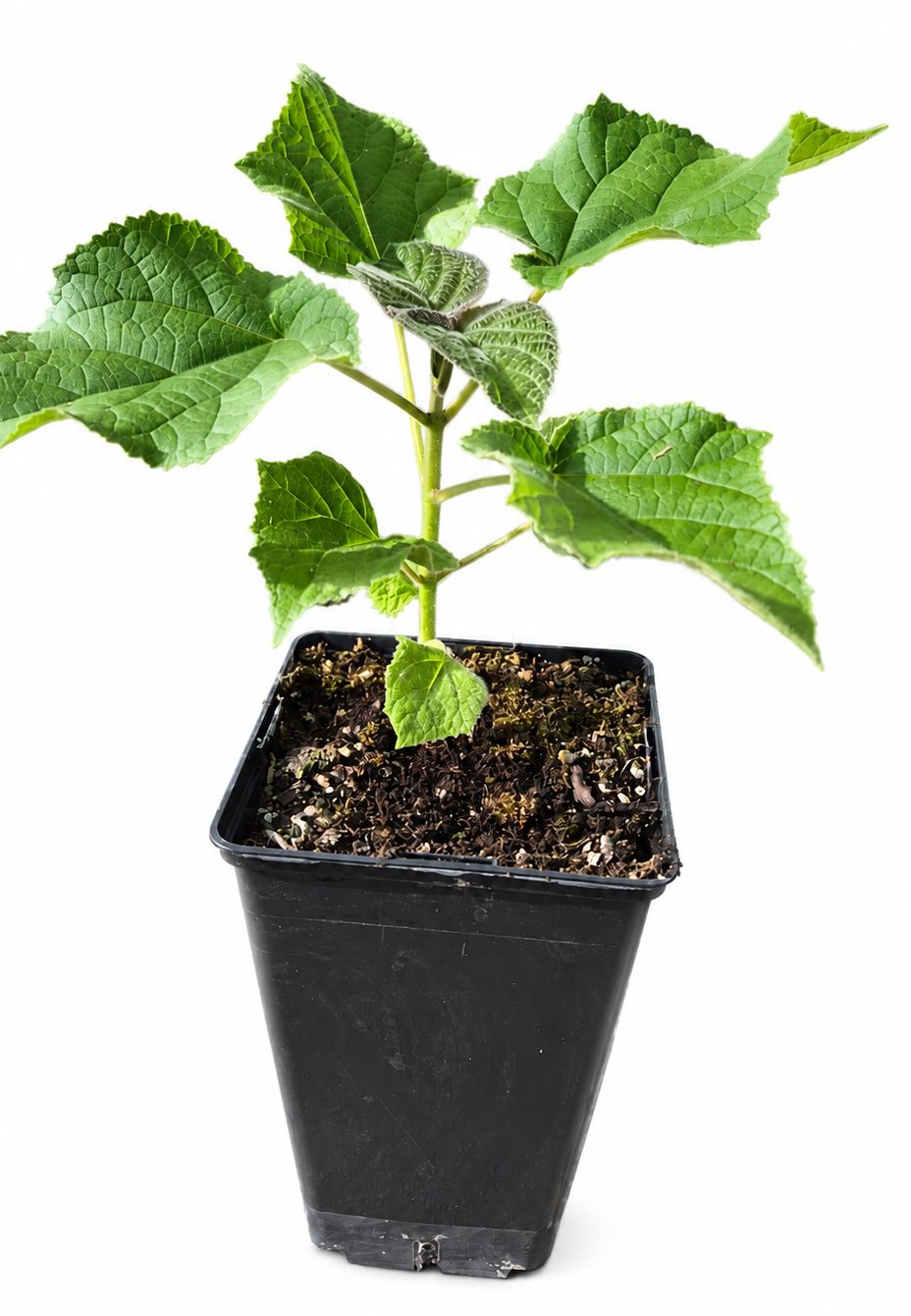 Paulownia Tia Shan im 2. Jahr im 2L Topf